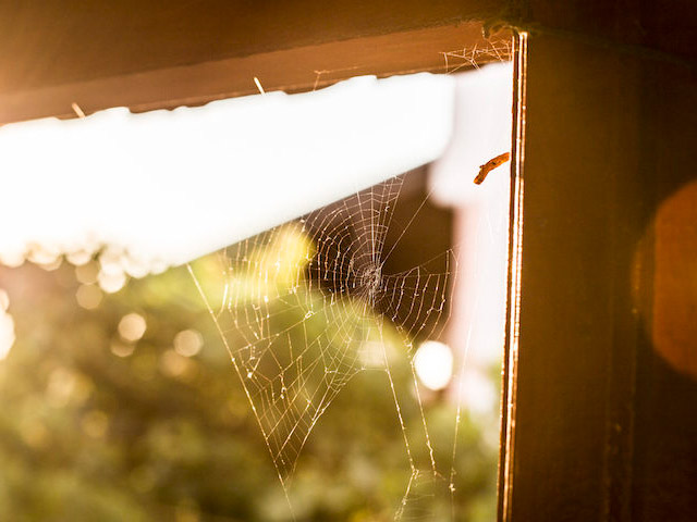 removing spider webs