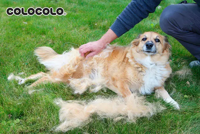 Bạn đã biết về thời kỳ thay lông của chó và cách chó thay lông chưa? Cho-thay-long-2.jpg