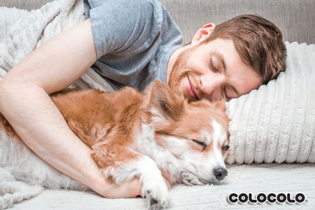 tại sao chó thích ngủ với người