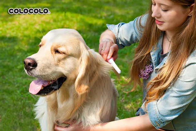 Kinh nghiệm chăm sóc lông chó từ chuyên gia giúp lông chó mượt mà Cham-soc-long-cho-01.jpg
