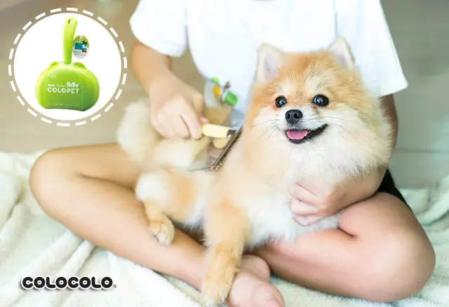 Kinh nghiệm chăm sóc lông chó từ chuyên gia giúp lông chó mượt mà Cham-soc-long-cho-03.jpg