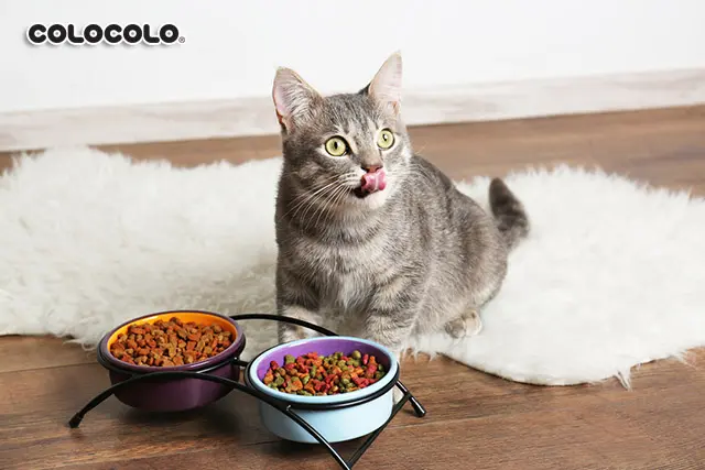 Cho mèo ăn gì để lông mượt? Giải đáp chi tiết cho các con sen yêu mèo Cho-meo-an-gi-de-long-muot-1.jpg