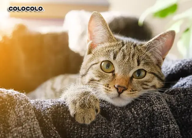 Chăm sóc mèo trong mùa rụng lông của mèo như thế nào là đúng nhất? Mua-rung-long-cua-meo-03.jpg