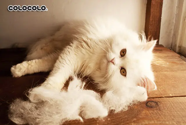 Chăm sóc mèo trong mùa rụng lông của mèo như thế nào là đúng nhất? Mua-rung-long-cua-meo-1.jpg