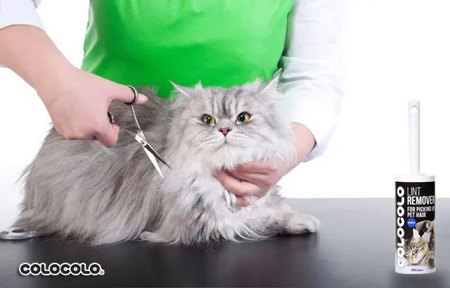 Chăm sóc mèo trong mùa rụng lông của mèo như thế nào là đúng nhất? Mua-rung-long-cua-meo-4.jpg