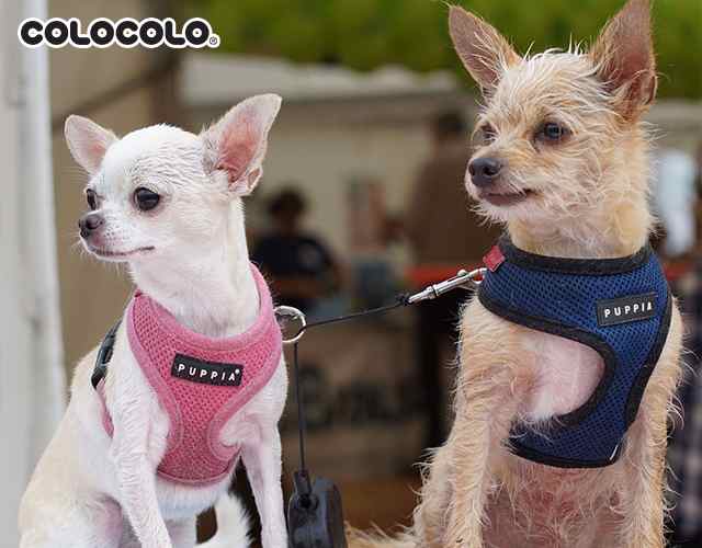 GIỐNG CHÓ NÀO ÍT RỤNG LÔNG NHẤT? TOP 10 GIỐNG CHÓ ÍT RỤNG LÔNG Giong-cho-it-rung-long-Chihuahua