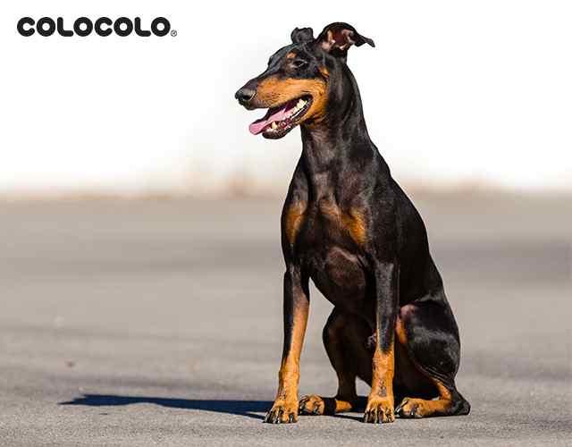 GIỐNG CHÓ NÀO ÍT RỤNG LÔNG NHẤT? TOP 10 GIỐNG CHÓ ÍT RỤNG LÔNG Giong-cho-it-rung-long-Manchester-Terrier